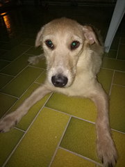 Saiakshi - Mixed Breed Dog