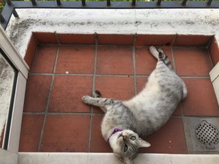 Grey - Bengal + Tabby Cat