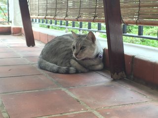 Grey - Bengal + Tabby Cat