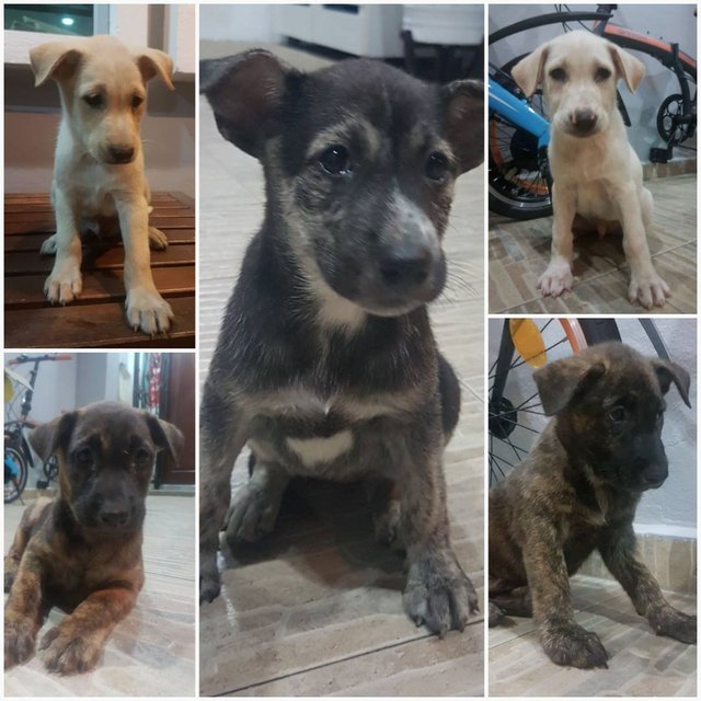 Puppy Squad 2! - Mixed Breed Dog