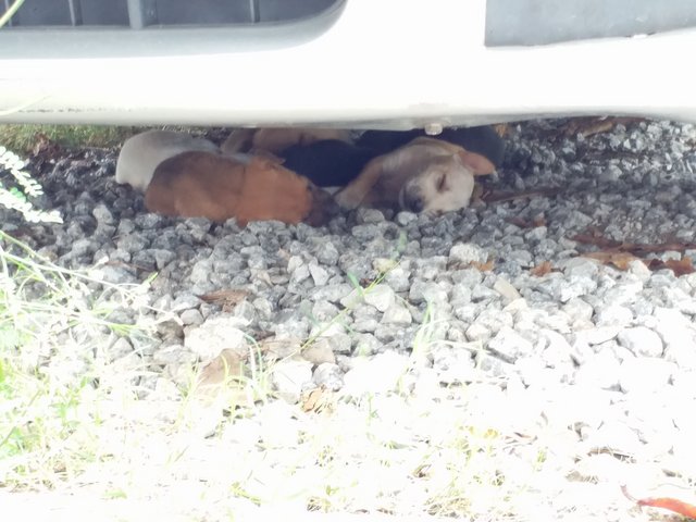 Group Of Young Strays  - Retriever Mix Dog