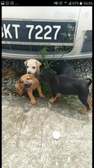 Group Of Young Strays  - Retriever Mix Dog