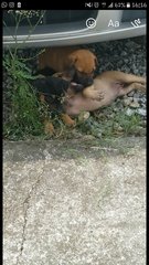 Group Of Young Strays  - Retriever Mix Dog