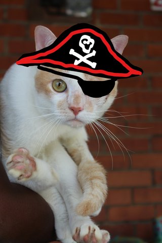 Barbossa The One-eyed Pirate Cat - Domestic Short Hair Cat