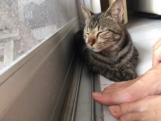 Churro - British Shorthair + Tabby Cat