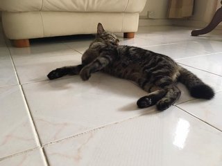 Churro - British Shorthair + Tabby Cat