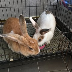 Chipmunk  - Lionhead Rabbit