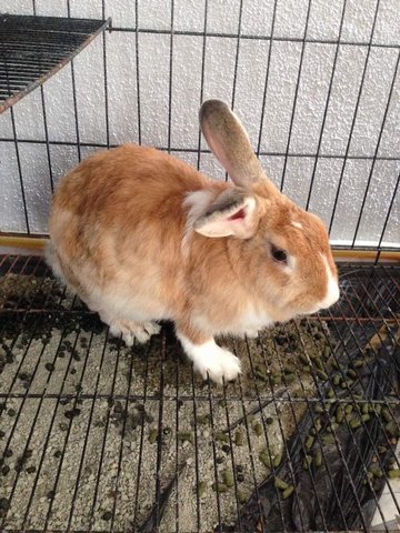 Chipmunk  - Lionhead Rabbit