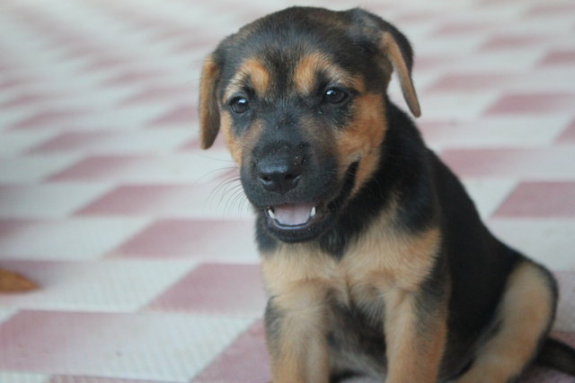 Shaniqua - Mixed Breed Dog