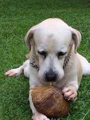 Lucky - Labrador Retriever Dog