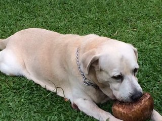 Lucky - Labrador Retriever Dog