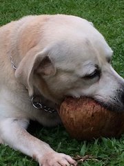 Lucky - Labrador Retriever Dog