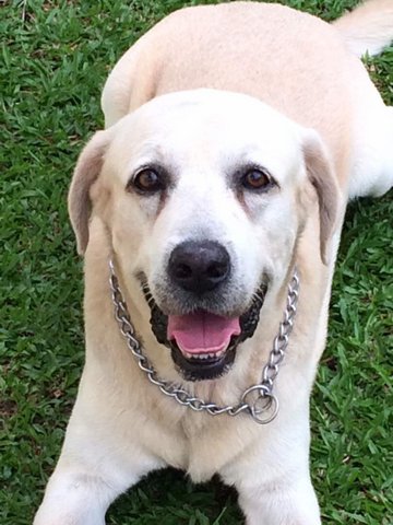 Lucky - Labrador Retriever Dog