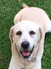 Lucky - Labrador Retriever Dog