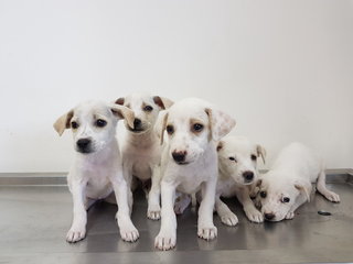 Puppy Squad Goals - Mixed Breed Dog