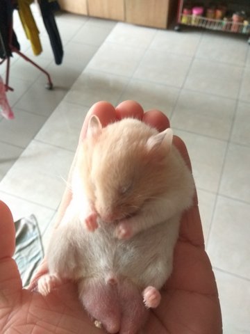 Rex - Syrian / Golden Hamster Hamster