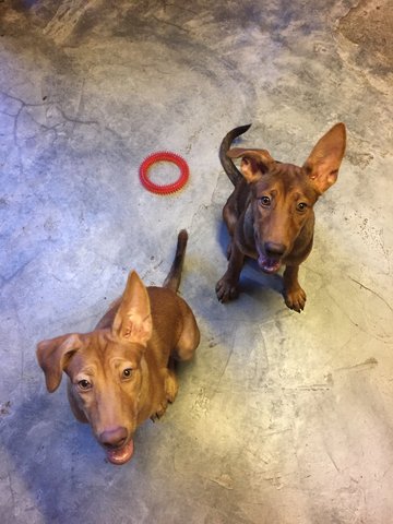 Piggy And Brownie - Mixed Breed Dog