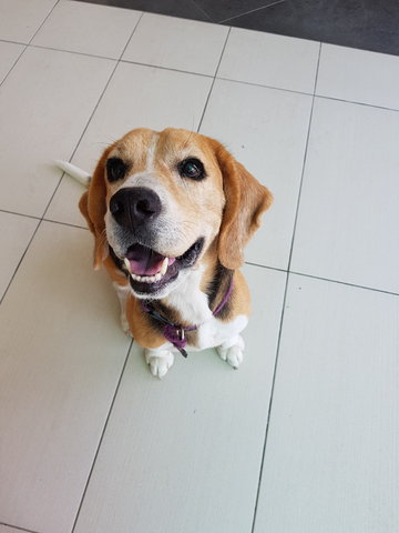 Lucas - Beagle Dog