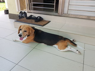 Lucas - Beagle Dog