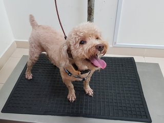 Herman - Poodle Dog