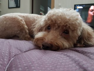 Herman - Poodle Dog