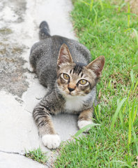 Tiger - Tabby Cat