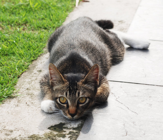 Tiger - Tabby Cat