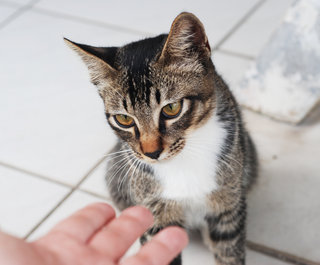 Tiger - Tabby Cat