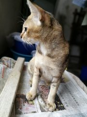 Cc - American Shorthair + Abyssinian Cat