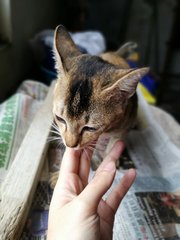 Cc - American Shorthair + Abyssinian Cat