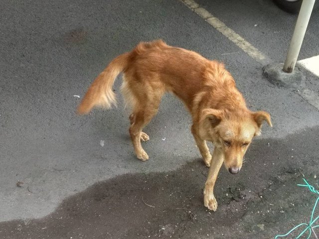 Bronie - Golden Retriever Mix Dog