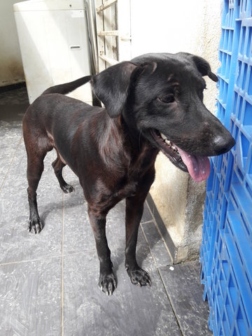 Hak Pao (Black Panther) - Mixed Breed Dog