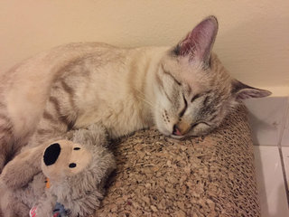 Benji And Lily  - Tabby + Siamese Cat