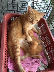 Rescued mom n kitty