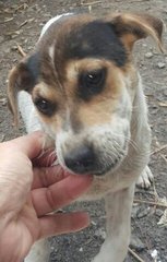 Lady - Mixed Breed Dog