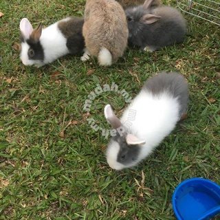 Baby Rabbits - Bunny Rabbit Rabbit