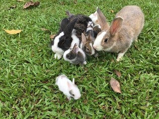 Baby Rabbits - Bunny Rabbit Rabbit