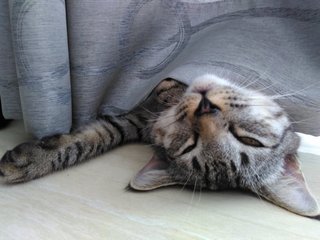 Happily sleeping under the curtain