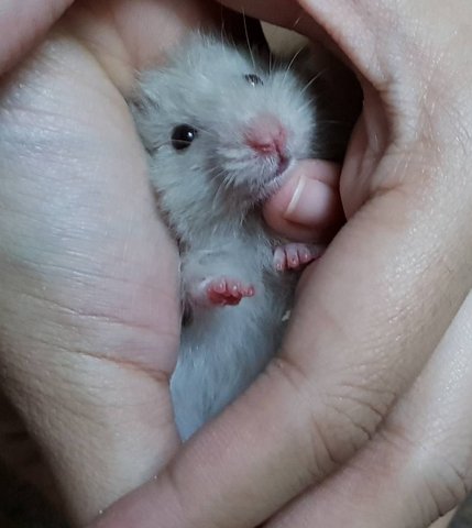 PF84907 - Syrian / Golden Hamster Hamster