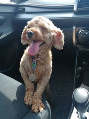 Kendall (Adopted ) - Poodle Dog