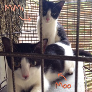 4 Kittens Free For Adoption - Domestic Short Hair + Tuxedo Cat