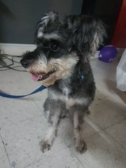 Lost Dog Cheras - Schnauzer Dog