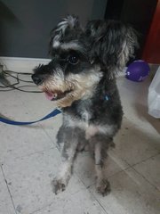 Lost Dog Cheras - Schnauzer Dog