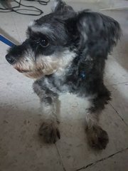 Lost Dog Cheras - Schnauzer Dog