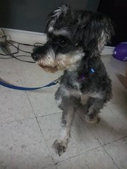 Lost Dog Cheras - Schnauzer Dog