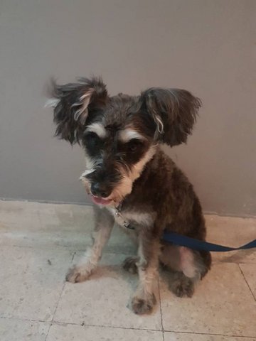 Lost Dog Cheras - Schnauzer Dog