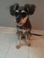 Lost Dog Cheras - Schnauzer Dog