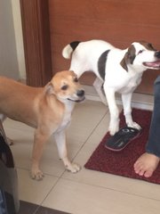 Oreo is on the right with unusual facial markings.