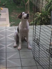 Oreo - Mixed Breed Dog