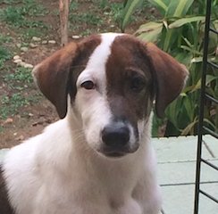 Oreo - Mixed Breed Dog